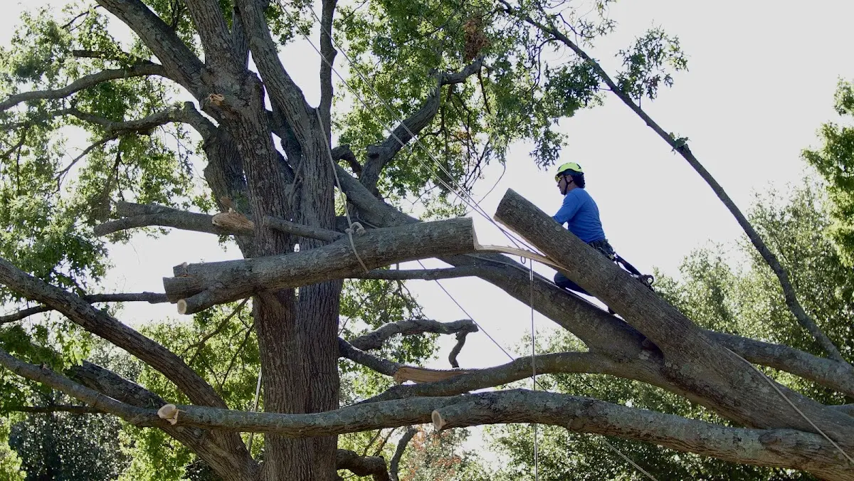 Professional Crown Thinning performed by certified arborists in Titus