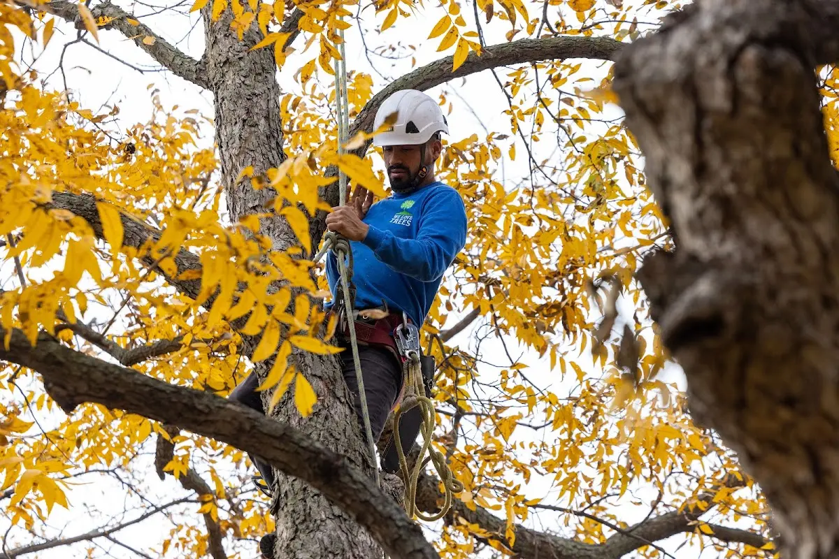Skilled Tree Planing crew working in Titus